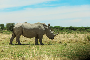 Obraz premium White Rhino in the Nxai Pan Park, Botswana, Africa