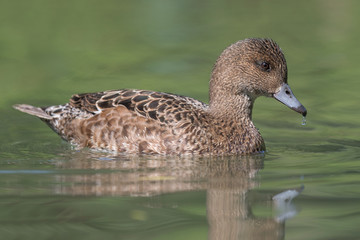 The northern pintail duck (Anas acuta)