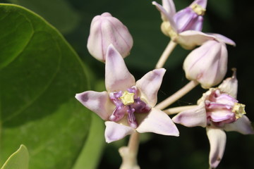 Fototapeta na wymiar Close up macro of Calotropis gigantea (Crown flower) blooming