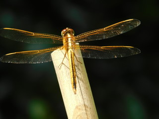 Dragonfly on bamboo