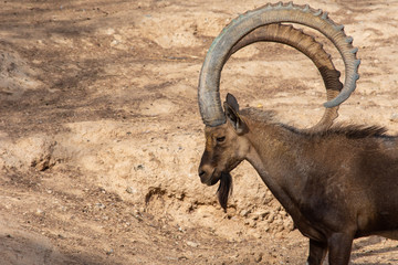 A head shot of a male Nubian Ibex standing showing off those large curved horns (capra nubiana) at the Al Ain Zoo. Copy  space.