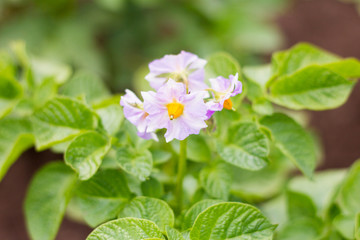 potato Bush blooms in the field, purple potato flowers