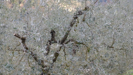 Montefranco Umbria Italy La Valnerina Olive trees