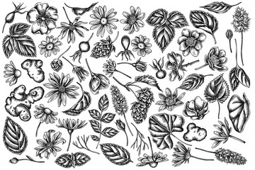 Vector set of hand drawn black and white celandine, chamomile, dog rose, hop, jerusalem artichoke, peppermint