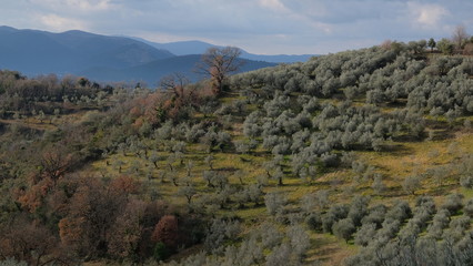 Fototapeta premium Montefranco Umbria Italy La Valnerina Olive trees