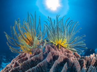 Sealife Tubbataha Reef (Philippines)