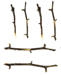 Dry tree twigs branches isolated on white background. close-up