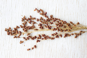 Sprig of red millet of millet on a white background. Close-up.