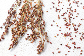 Sprig of red millet and grains of millet on a white background. Close-up.