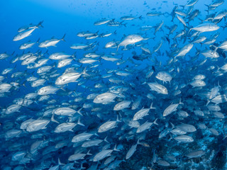 Sealife Tubbataha Reef (Philippines)