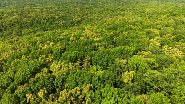 Panoramic Aerial view above colorful green forest near Samara city, Russia