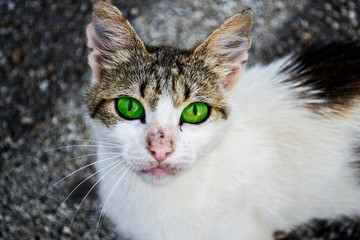 cat, animal, kitten, pet, cute, domestic, feline, fur, eyes, pets, portrait, kitty, white, nature, young, animals, looking, eye, small, face, mammal, tabby, cats, hair, head