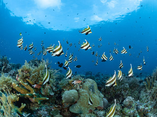 Sealife Tubbataha Reef (Philippines)