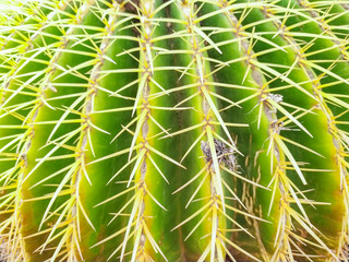 details of the spines of a round cactus
