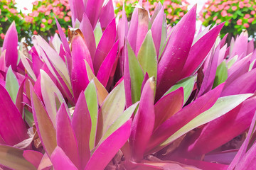 purple and green color plant