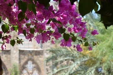 Beautiful exotic flowers in the garden
