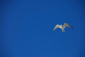 Common Tern flying over Gulf Island National Seashore Florida