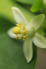   Macro closeup of white color Lemon (Citrus limon) flower. lemon blossom on tree.