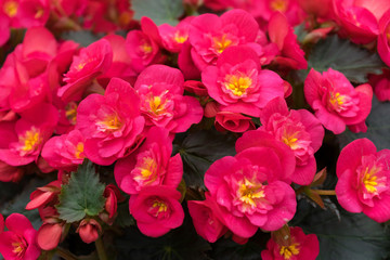 Fototapeta premium pink flowers of Begonia grandis, lovesickness, bitter love.