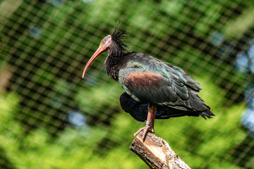 Northern Bald ibis, Geronticus eremita in the zoo