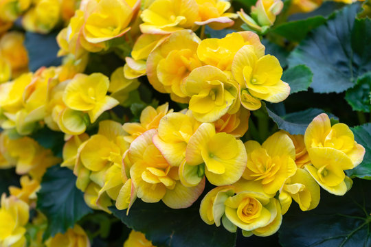 yellow flowers of Begonia grandis, lovesickness, bitter love. foto de Stock  | Adobe Stock