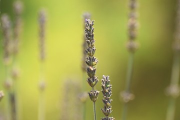 Beautiful lavender flower in the garden