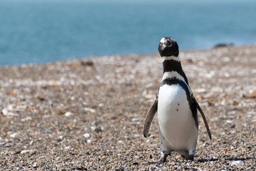 Obraz premium Pingüino de Magallanes