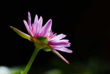 Obraz premium pink lotus on black background