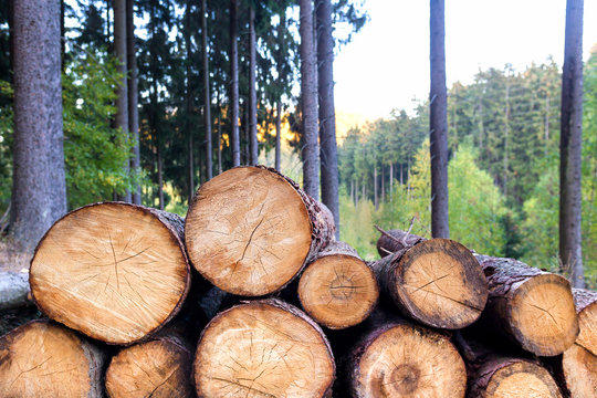 Timber In The Forest Background