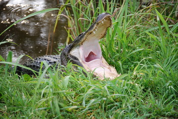 Louisiana Alligator
