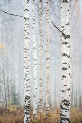 Birch forest in fog. Autumn view. Focus in foreground tree trunk.