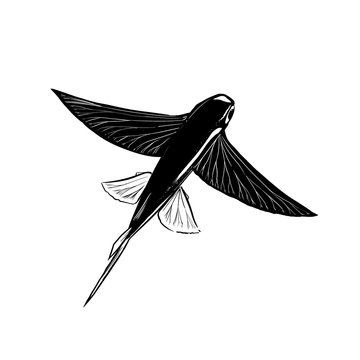 Flying fish