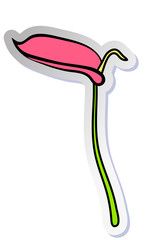 Vector illustration, sticker of pink Anturium flower in flat cartoon style isolated on white background