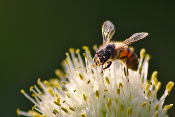 Fleißige Honigbiene bestäubt ausdauernd eine weiße Blüte auf der Suche nach Nektar für Honig und Blütenpollen wird bedroht durch die Varroamilbe