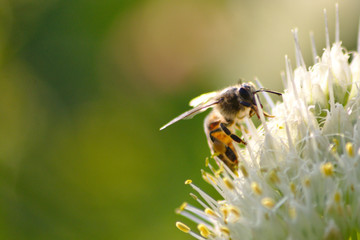 Fleißige Honigbiene bestäubt ausdauernd eine weiße Blüte auf der Suche nach Nektar für Honig...