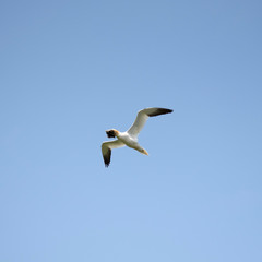 Vogel Basstölpel bird Northern Gannet weiss Morus Bassanus white federn fliegen flug flying...