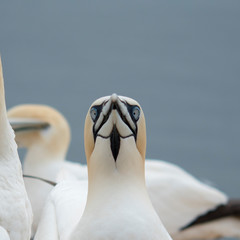 Vogel Basstölpel bird Northern Gannet weiss Morus Bassanus white federn porträt schnabel augen...