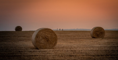 Beautiful view of a wheat field, full of the characteristic bales. The shot is taken at sunrise during a summertime day Sicily, Italy