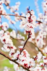 White apple blossoms in front of a blue sky
