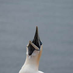 Vogel Basstölpel bird Northern Gannet weiss Morus Bassanus white federn schnabel schrei müde...