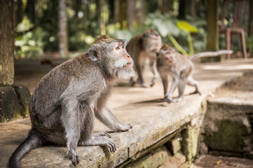 Long-tailed macaque on Bali island