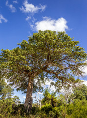 Obraz premium Savannah plains landscape in Kenya