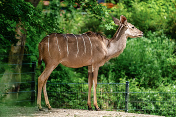 The common eland, Taurotragus oryx is a savannah antelope