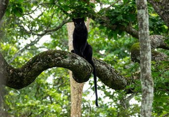 The black panther in his habitat .The rare pose captured 