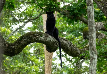 Fotobehang De zwarte panter in zijn habitat. De zeldzame pose vastgelegd © JerinDinesh