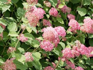 Hydrangea arborescens  'Pink annabelle' ou hortensia de Virginie, bel arbuste ornemental aux fleurs...