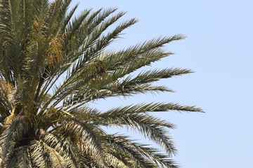 Fototapeta na wymiar Beautıful Green palm leaf background
