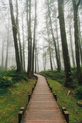 Wooden walkway that leads to Cedar trees in the forest with fog in Alishan National Forest Recreation Area in Chiayi County, Alishan Township, Taiwan.