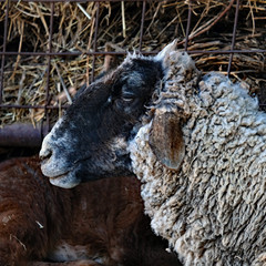 sheep umbria valnerina lamb san mamiliano montefranco