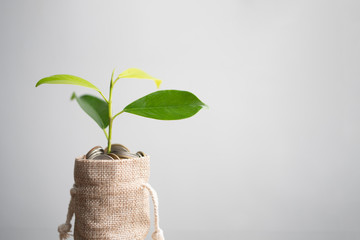 Coins in sack and plant glowing in savings coins, Pension fund, 401K, Passive income, Investment...